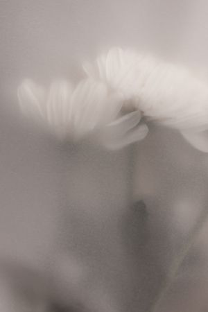 Blurred Flowers 3