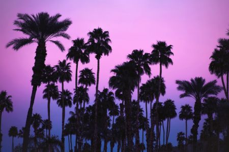 Palms with Pink Sky