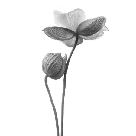 A little touch - monochrome