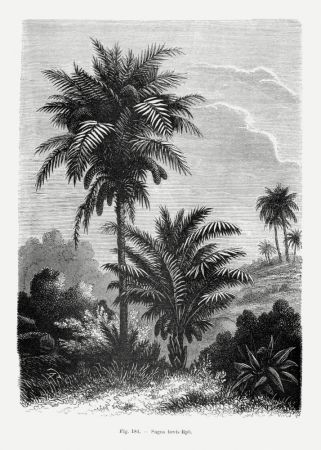 Vintage Palm Tree Drawing V