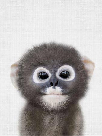 Peekaboo Baby Monkey