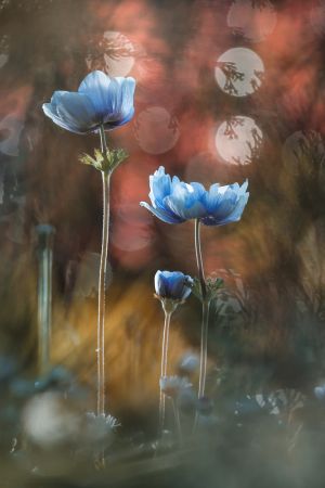 A riot of colors in a grey and dreary world