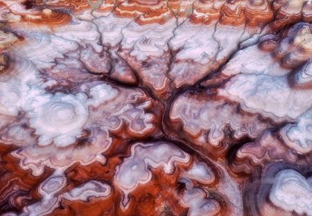 A Tree in the Desert