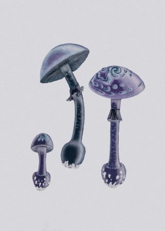 Amanita Muscaria  White Backgound Purple