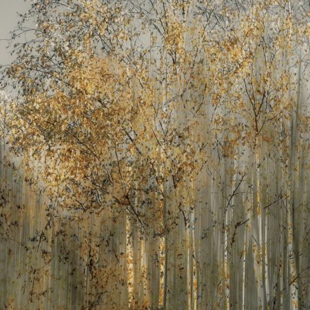 Birch impression