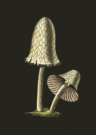 Vintage Inky Cap Edible Mushroom Black Background