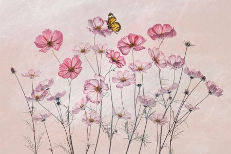 Cosmos and Butterfly