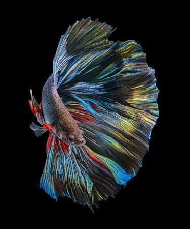 The  Betta Fish