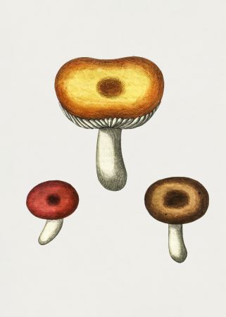Hand Drawn Galerina Mushroom