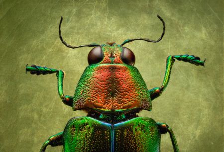 Heineken or Red Ale?