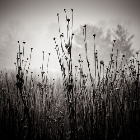 Meadow Plants 1