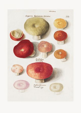 Boleten, Boletales Standing