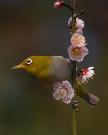 Plum blossoms and white-eye