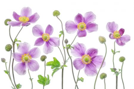 Anemone Japonica