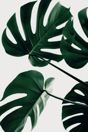 Monstera Natural 43