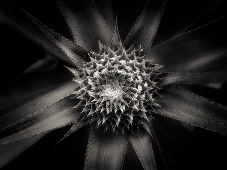 barbed [D0815-025.1]