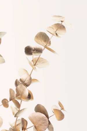 Eucalyptus Gold No 03