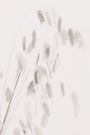 Dried Grass_pink