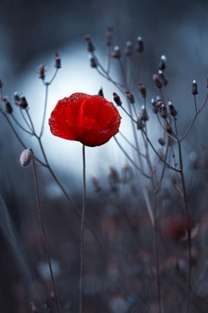 Flower not by kenzo. By me