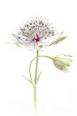 Simply Astrantia