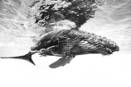 Humpback whale calf