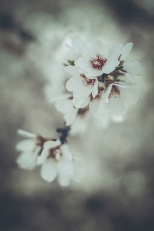 Almond Blossoms