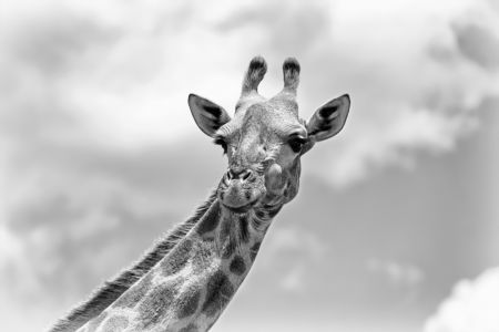 The giraffe - Wildlife V