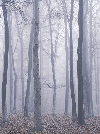 trees in fog