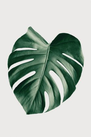 Monstera Natural 23