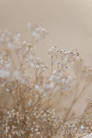 Babys Breath 1