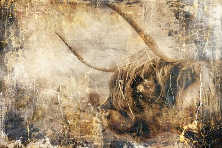 Cow Highland Illustration Art 05