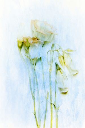 The Unconscious Beauties