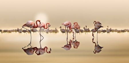 FLAMINGOS