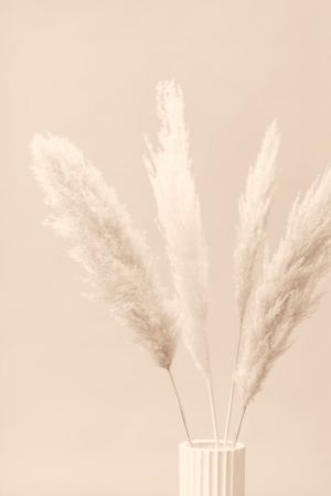 Pampas Grass Beige 05