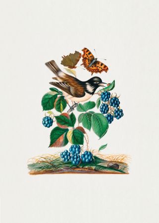 White-cheeked Starling