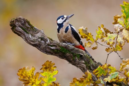 Autumn woodpecker