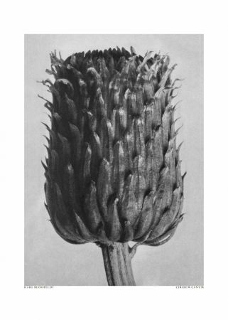 Cirsium Canum (Thistle)