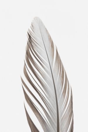 Feather_003