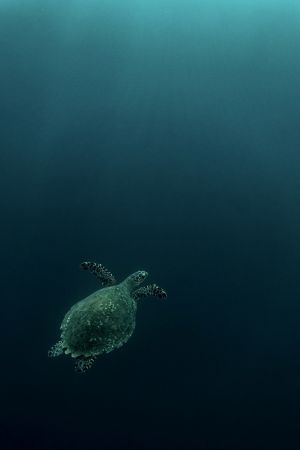 The fly of the Hawksbill