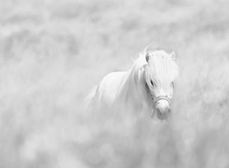 White horse