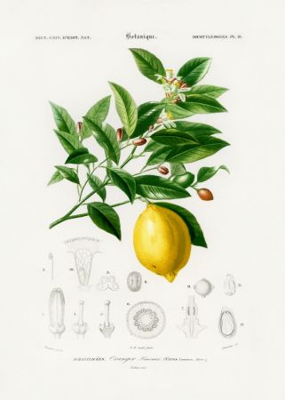 Lemon (citrus Limonium)