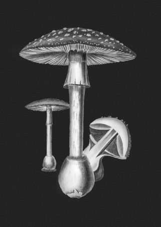 Amanita Muscaria Dark Background BW