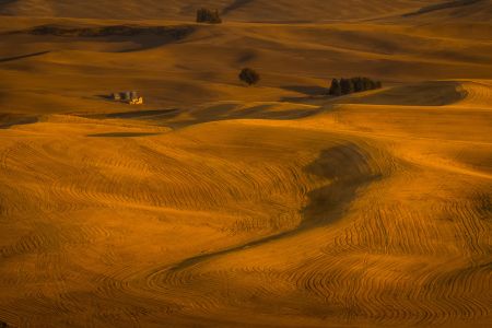 Wheat Field in Sunset