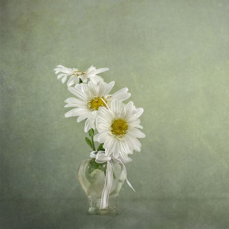 3 White Daisies