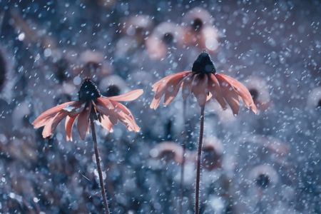 La Fraicheur d'un Matin d'été