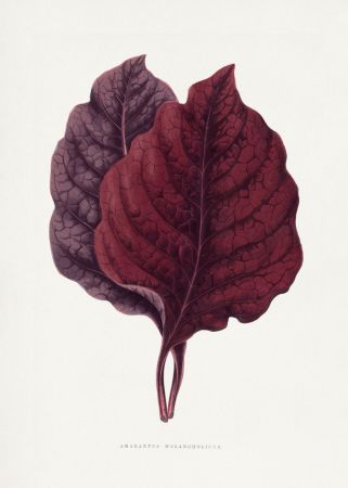 Pink Amarantus Leaf Illustration