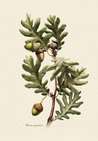 Botany   Quercus Pyrenaica