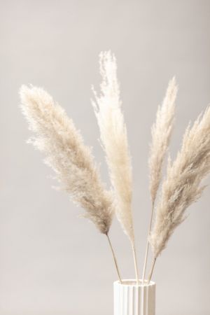 Pampas Grass Grey 05
