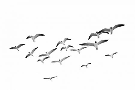 Flying Birds