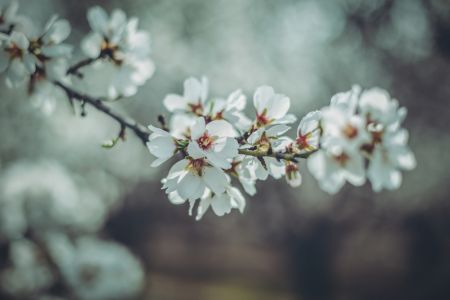 Almond Blossoms
